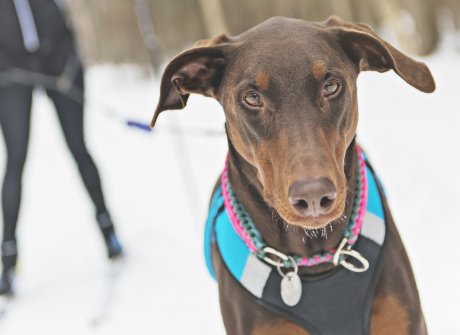 Skijoring - lyžování se psem