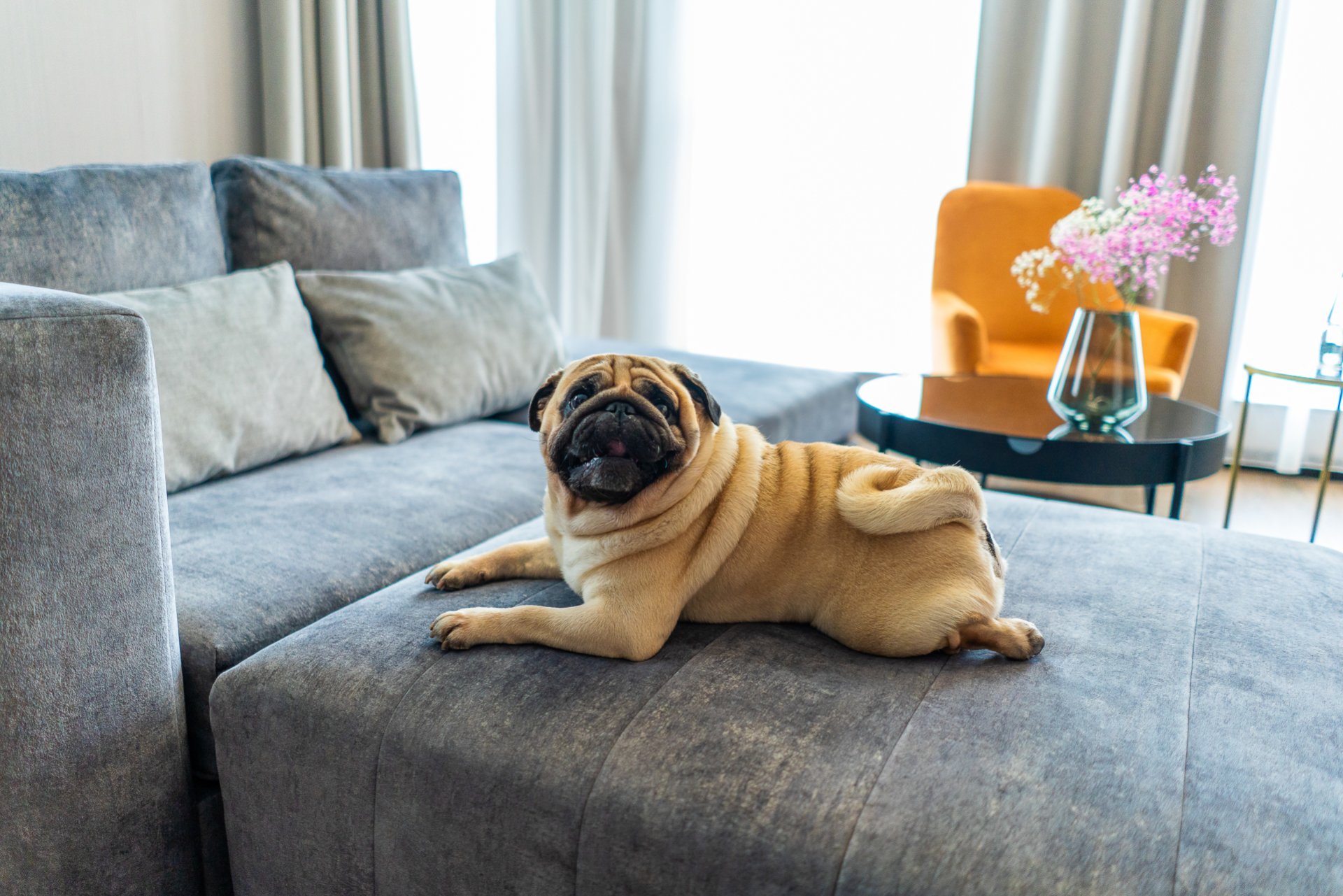 ANIMAL-FRIENDLY HOTEL