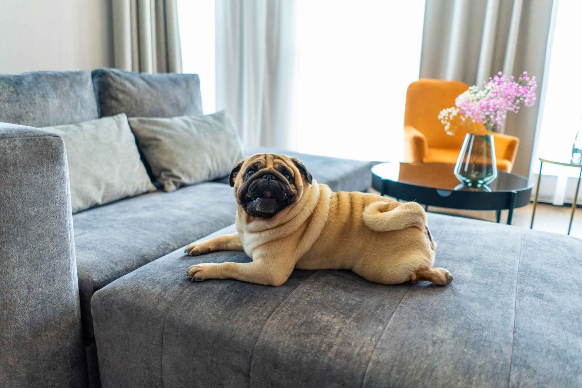 ANIMAL-FRIENDLY HOTEL