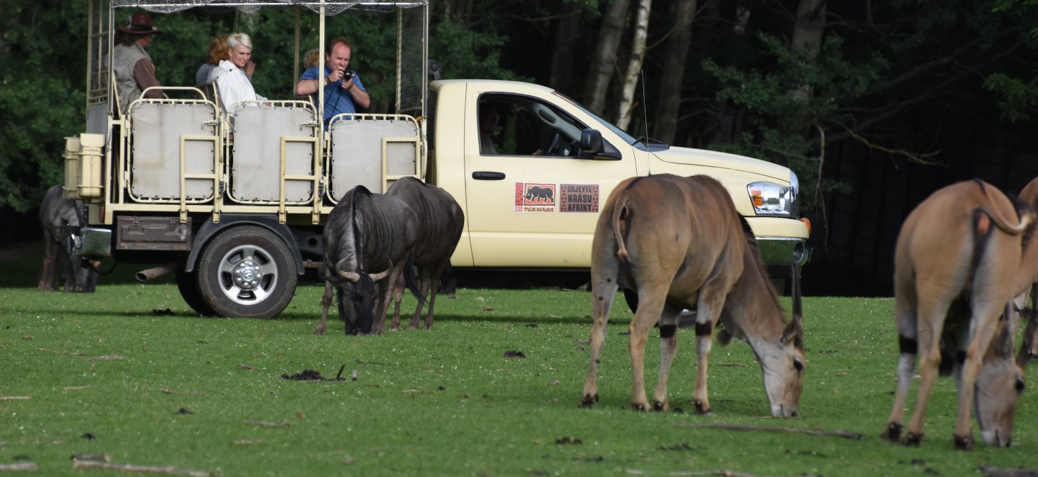Safari Park - Dvůr Králové