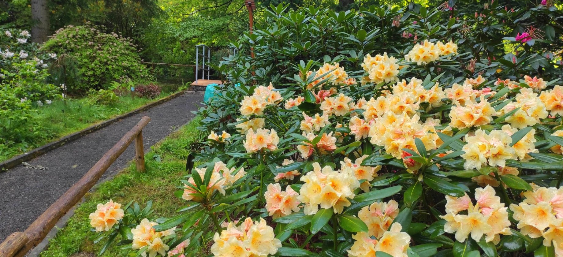 Arboretum Lądek Zdrój