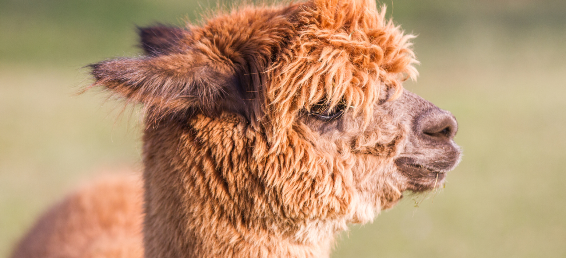 Spacer z alpakami i mini zoo