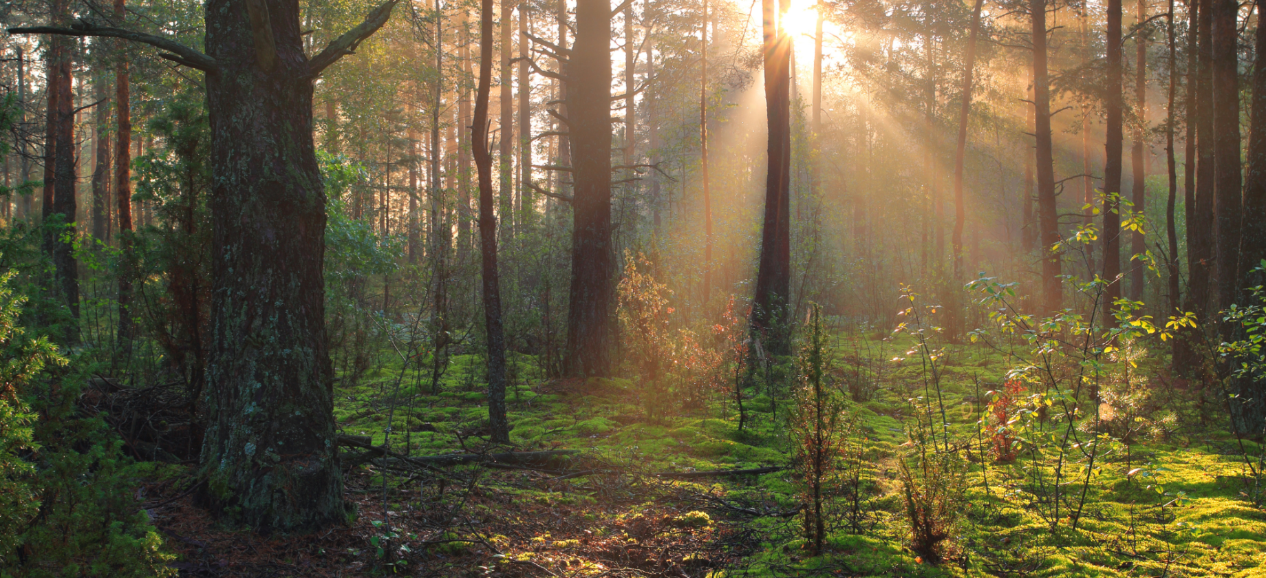 Leśna Kąpiel - odstresuj się i zanurz w atmosferze lasu