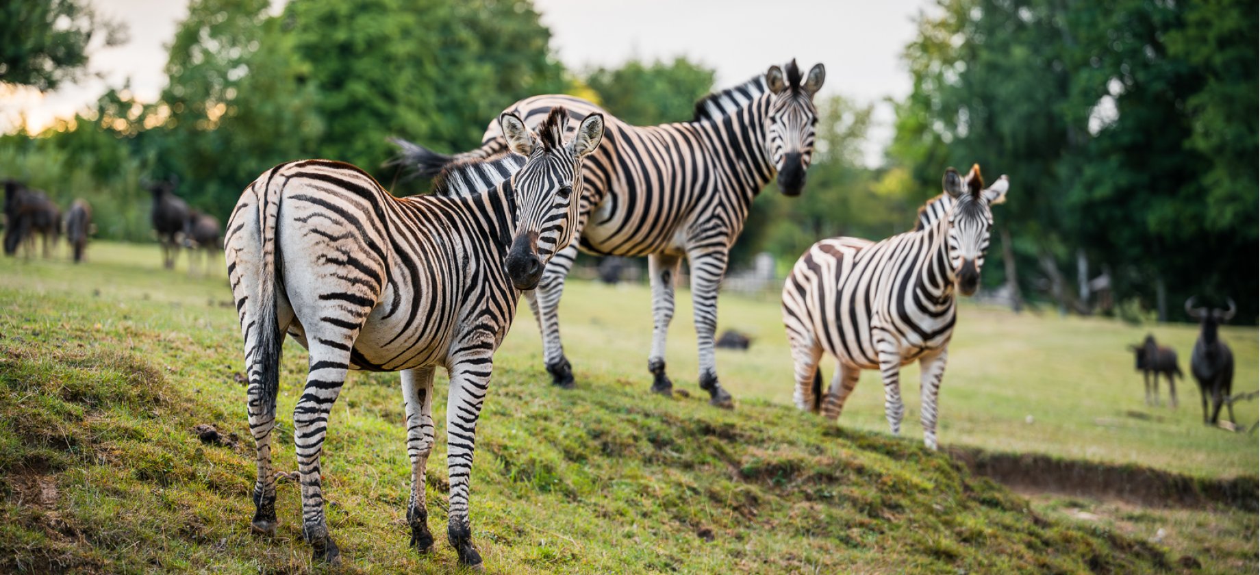 Safari Park - Dvůr Králové