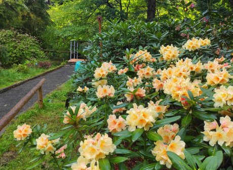 Arboretum Lądek Zdrój