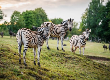 Safari Park - Dvůr Králové