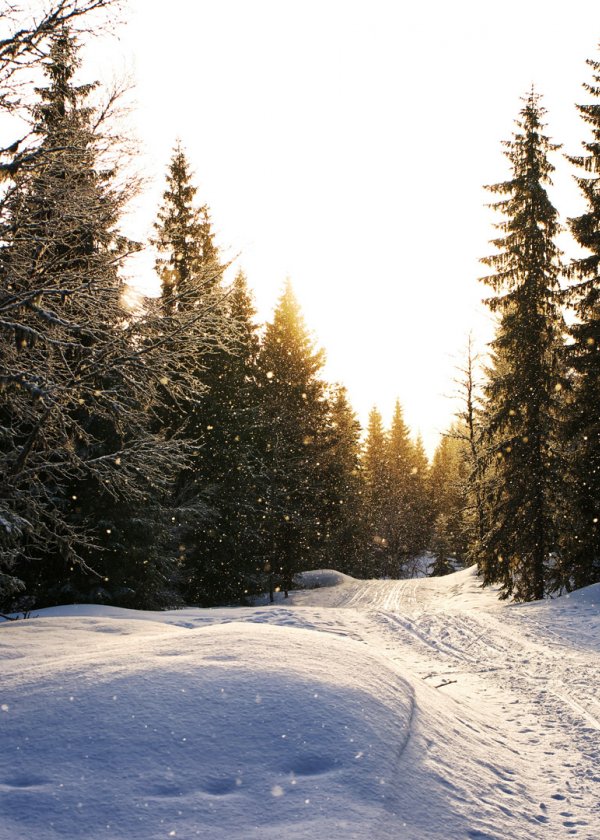 Biegówki w Bielicach