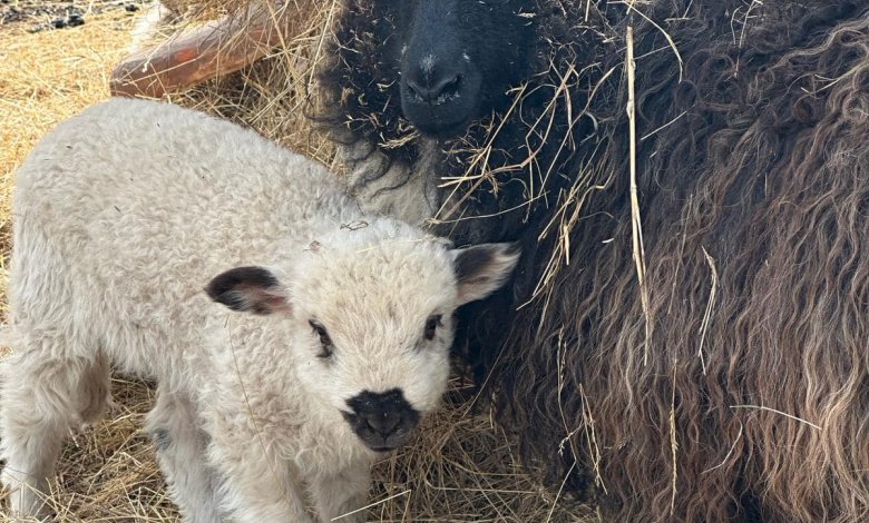 Spacer z alpakami i mini zoo