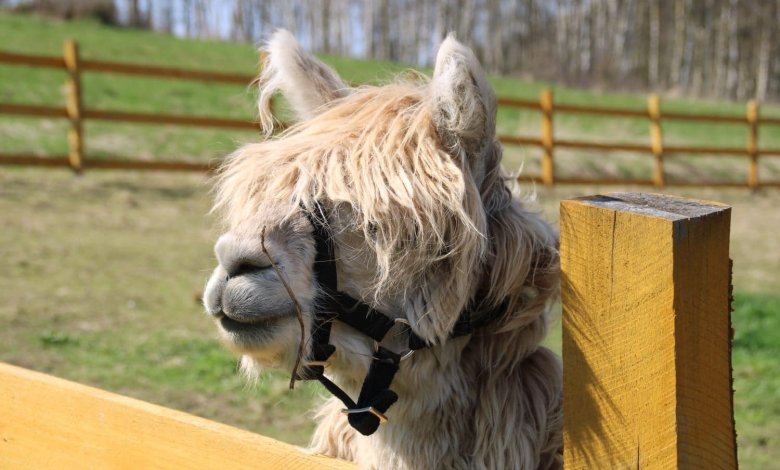 Spacer z alpakami i mini zoo