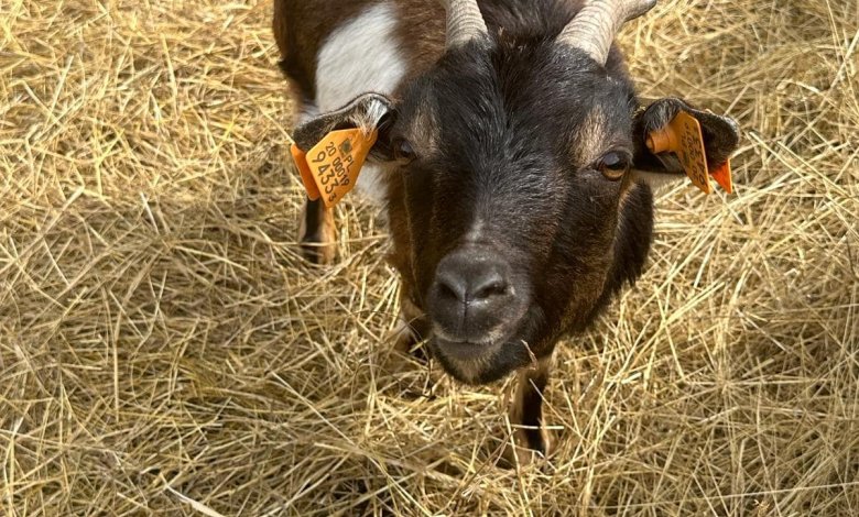 Spacer z alpakami i mini zoo