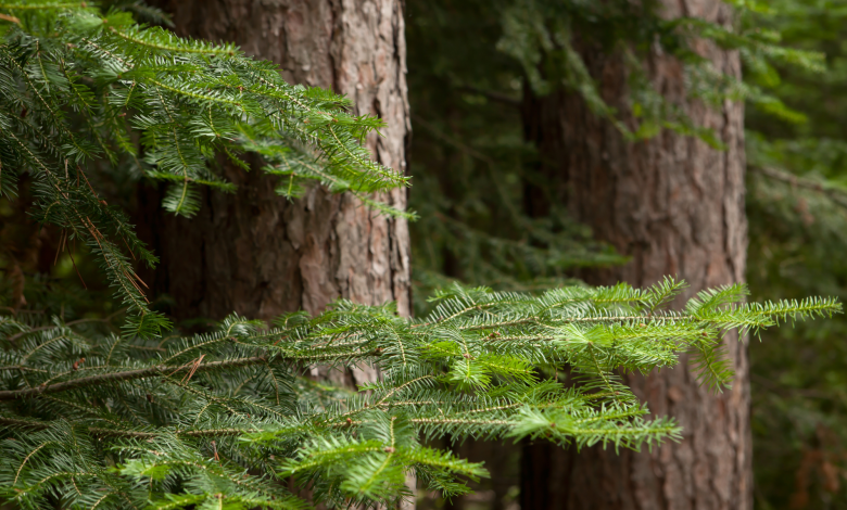 Leśna Kąpiel - odstresuj się i zanurz w atmosferze lasu