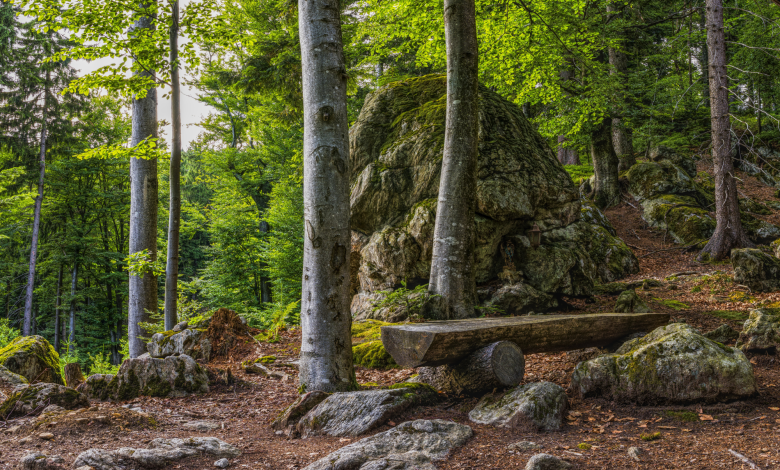 Leśna Kąpiel - odstresuj się i zanurz w atmosferze lasu