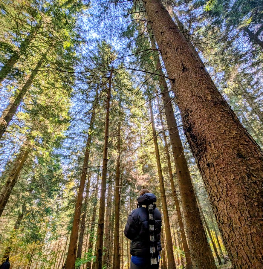 Leśna Kąpiel - odstresuj się i zanurz w atmosferze lasu