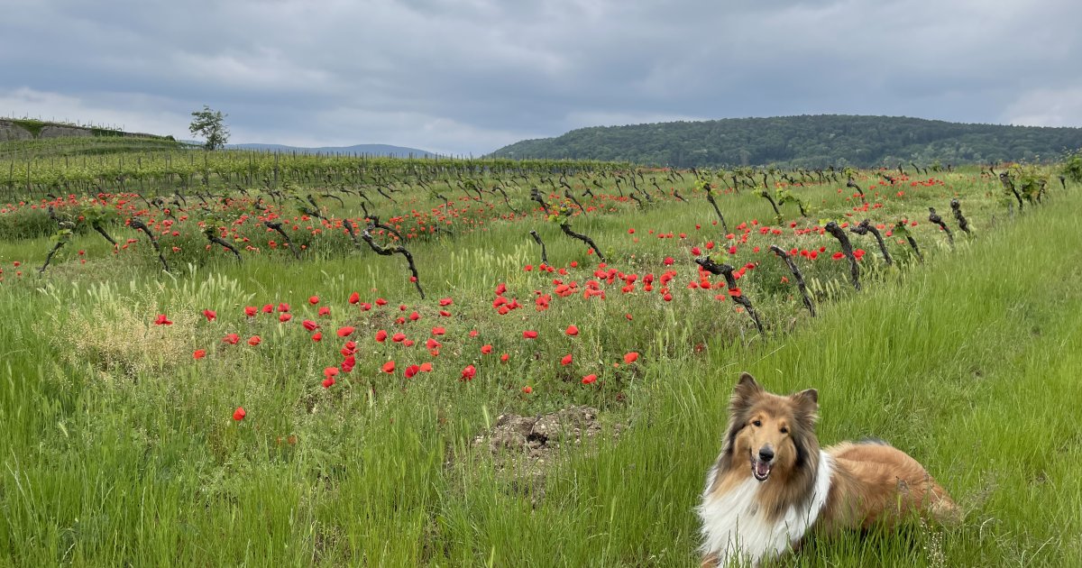 Gartenhotel Heusser GmbH & CO. KG
