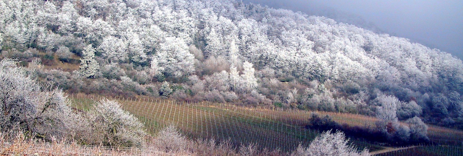Pfälzer Winterpläne mit Wellness kombiniert