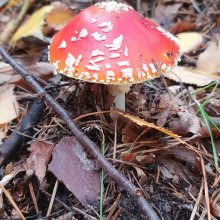 Rundwanderweg Brezelstein