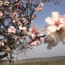 Deutsche Weinstraße