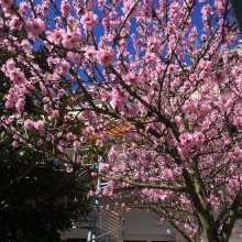 Mandelbäume in der Pfalz erleben.
