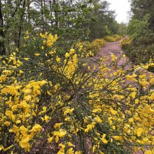 Pfalz Pfade Isenachweiher. Rundweg Wolfental