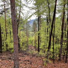 Pfalz Pfade Weilach. Bismarkturm - Heidenfels
