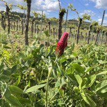 Villen, Wein, gebrochener Stein: Römer Rundwanderweg