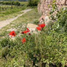 Deidesheim eigene Version