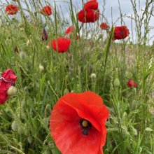 Felsen, Früchte und Fossilien