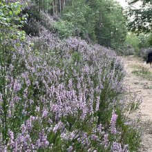 Bräuninger Fels – weißer Stein- Oppauer Haus- Drei-Eichen- Schneckennudel- Mundhardter Hof