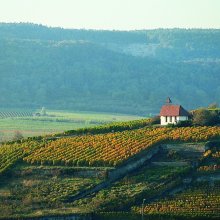 Ausflugsfahrt Deutsche Weinstraße