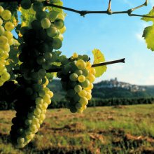 Wanderung nach Freinsheim