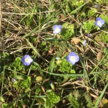 Kinderfreundliche Minitour um den Isenach-Weiher mitten im Wald.