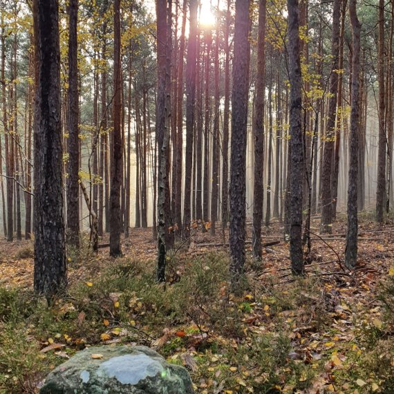 Die Pfalz: Natur pur!