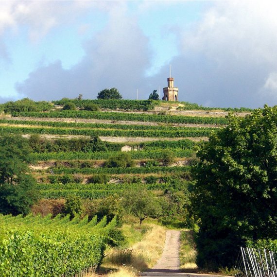 Entdecken Sie das Weinbaugebiet Pfalz