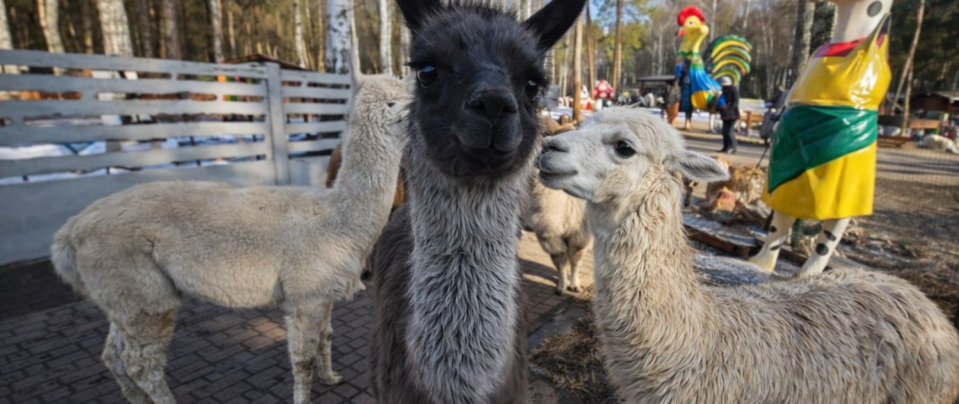 Zagroda Rodzinna Siedlisko J&oacute;zef&oacute;wka 