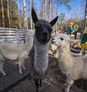 Zagroda Rodzinna Siedlisko J&oacute;zef&oacute;wka 
