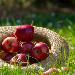 Apfelfest 11. & 12. Oktober 2025