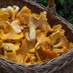 Freitag, 7. August, ab 18:30 Uhr Pfifferlingsbuffet