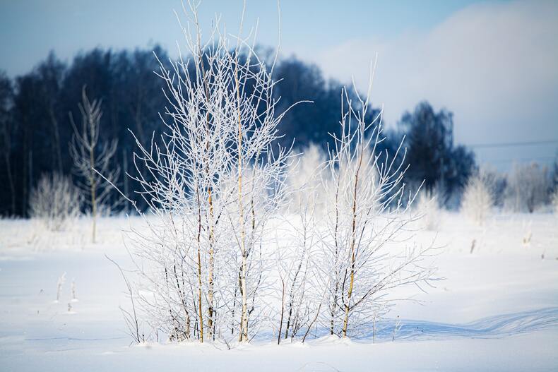 Krajobraz mazur zimą